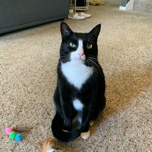 Meet your Posher, Chitra